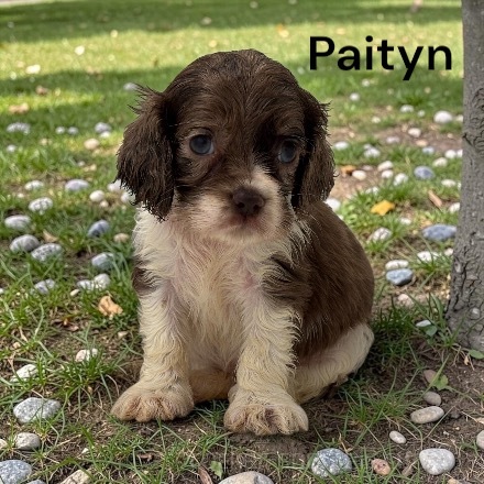 puppy, for, sale, Cocker Spaniel, Joe & Cherri  Overlease, dog, breeder, Miller, MO, dog-breeder, puppy-for-sale, forsale, nearby, find, puppyfind, locator, puppylocator, aca